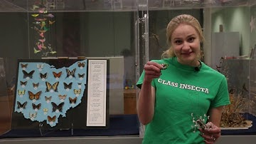 How Scientists Use Insect Collections (Katherine Neisham)