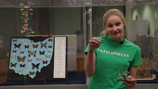 How Scientists Use Insect Collections (Katherine Neisham)