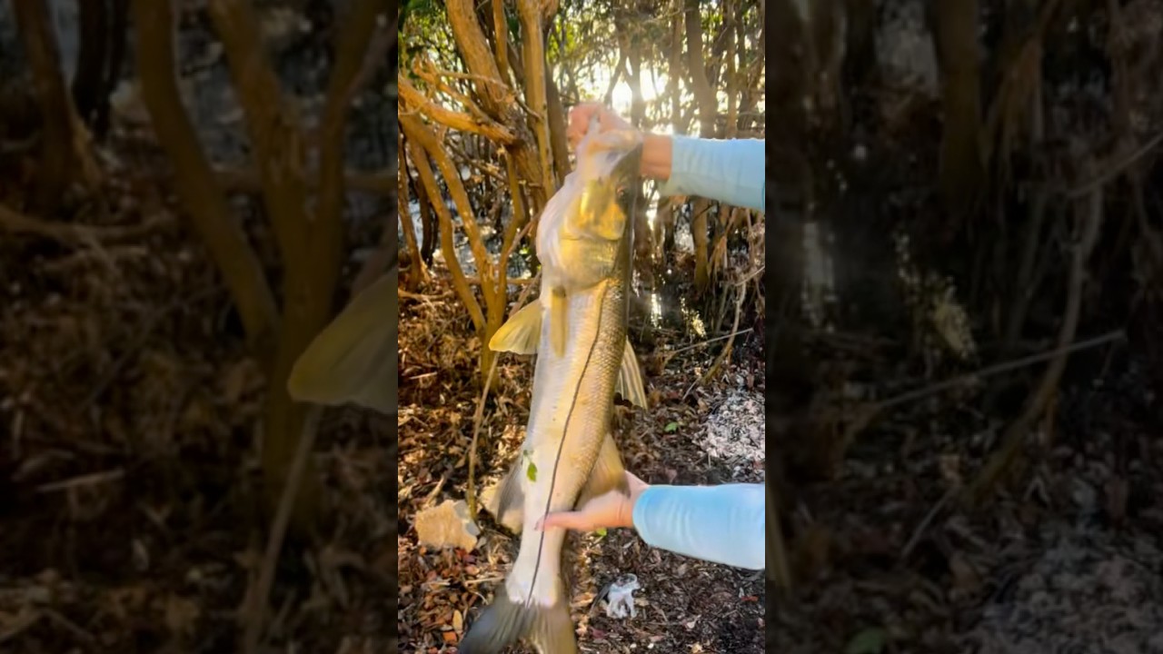 Snook Catch, Clean, & Cook!!