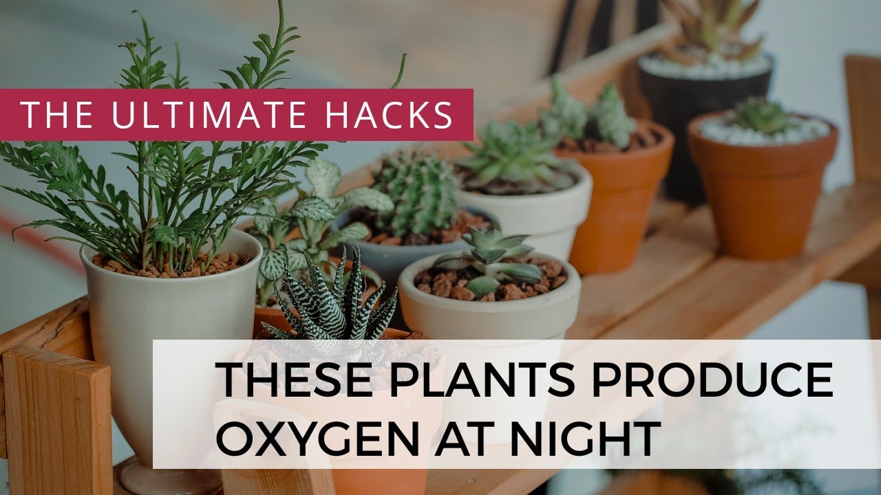 Top 5 NASA Houseplants for Improving Indoor Air Quality
