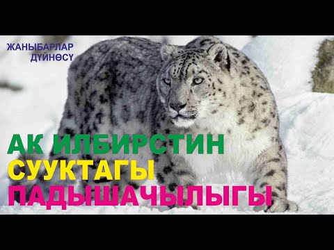 Video: Жаныбарлар дүйнөсү: качыр менен качырдын айырмасы