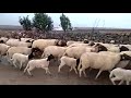 يارب بارك وزيد في ذالك الخير البرگية الأصيلة عيشق لا ينتهي يارب بارك وزيد في ذالك الخير البرگية الأصيلة عيشق لا ينتهي