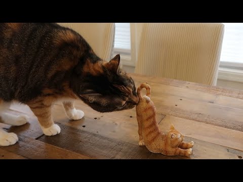 the strangest cat butt sniff ever!