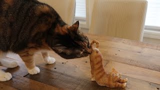 the strangest cat butt sniff ever!
