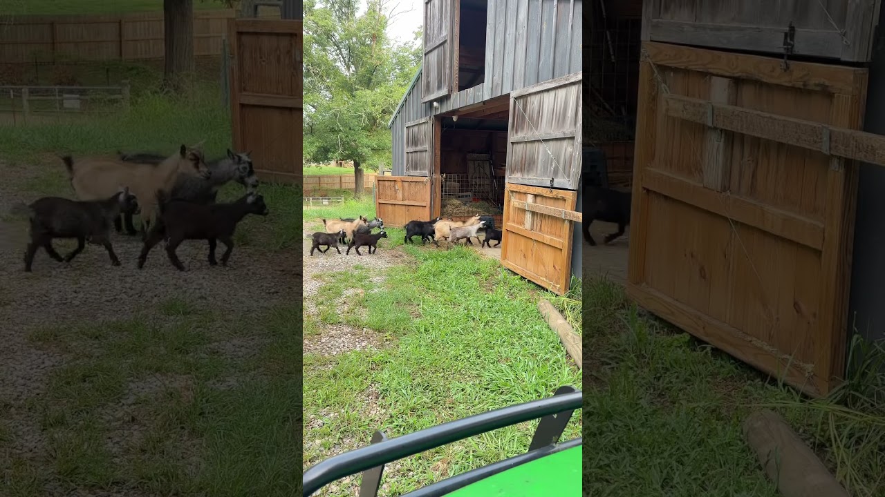 Getting ready for today’s goat yoga class! 