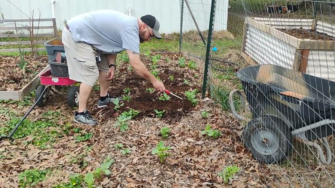 Country Gentleman Corn in Zone 9A 🌽 | Planting, Growing & Harvest Tips for Louisiana Gardens