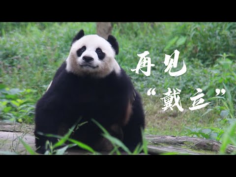 《熊貓主題趴》 再見“戴立” | iPanda熊貓頻道