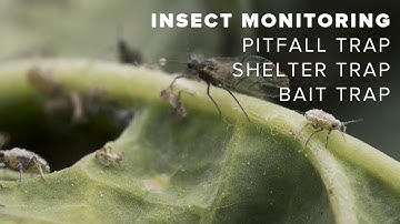 Monitoring for insects in canola | part 2