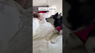 Husky YELLS at Her Dad to WAKE UP! screenshot 5