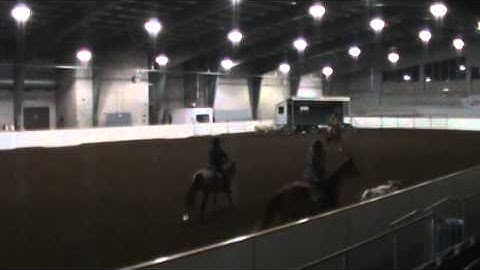 Run #3 Calf Sorting with Canadian Horse Stallion/ÉtalonCanadien Quatre G King-Houdiny N-Midget