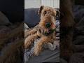 Trevor Nap Time #dogs #dogshorts #funnycute