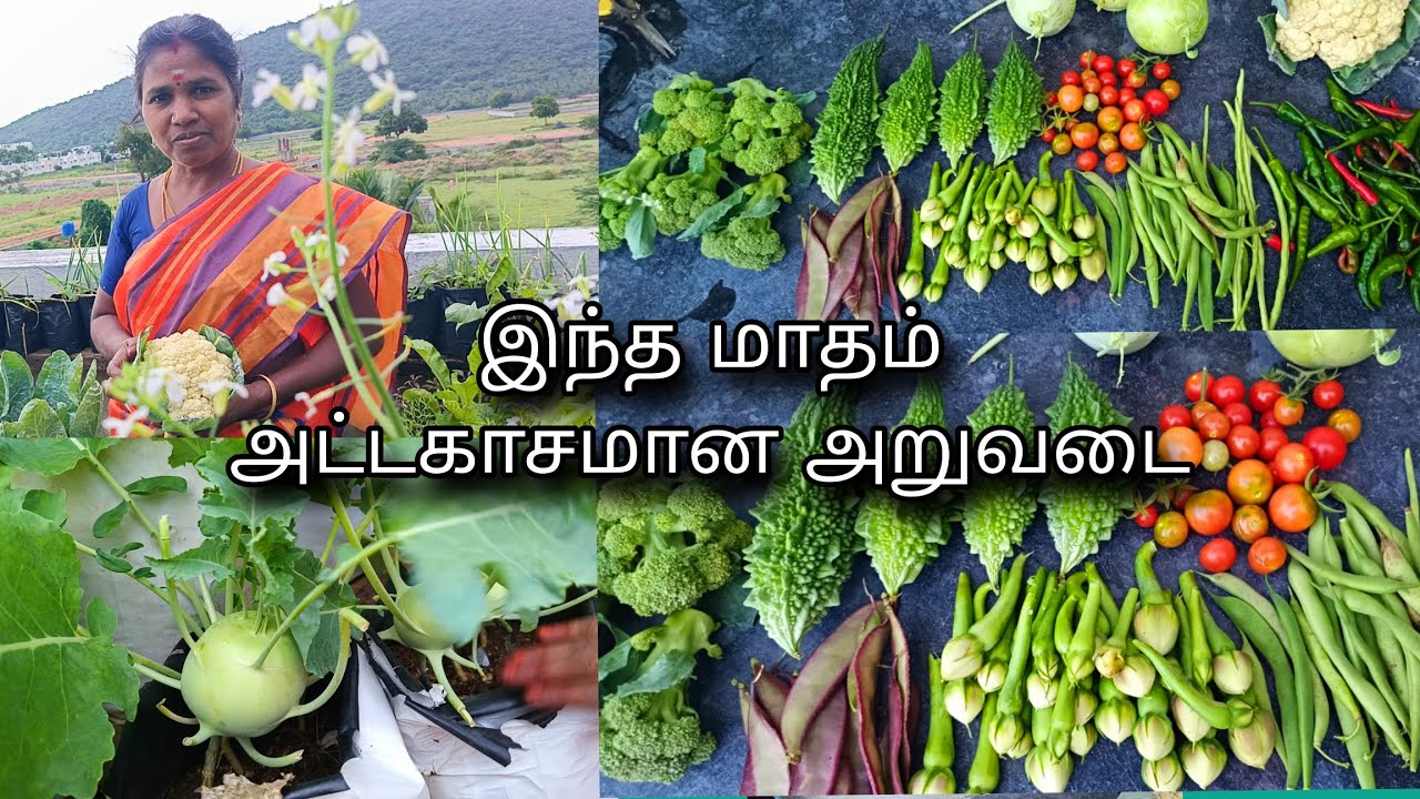 BIG HARVESTING IN OUR TERRACE GARDEN 🏡🥰Tips 