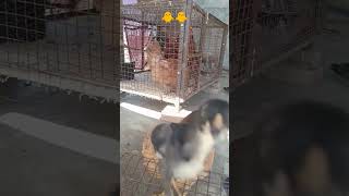like and subscribe aseel lover 🐓🐓