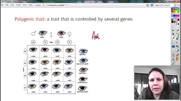7-6 Polygenic traits