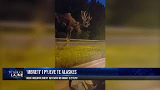 Dreri Brilopatë, Gjigandi Që Ecën Qetësisht Në Rrugët E Alaskës