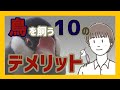 インコなど鳥を飼う10のデメリット