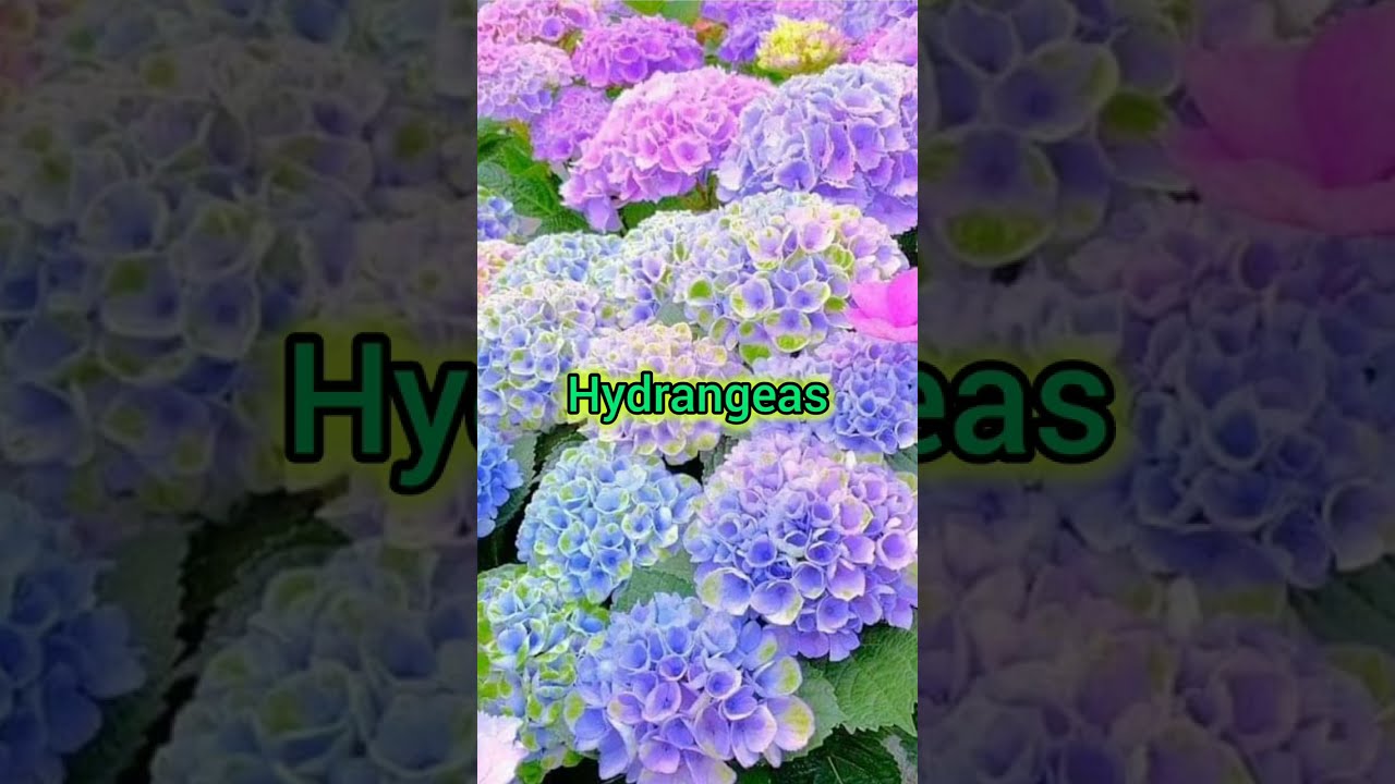 Explore the beauty of these flowers, actually these are super exciting