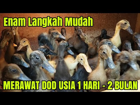 Cara Merawat Anak Bebek Umur 1 - 30 Hari