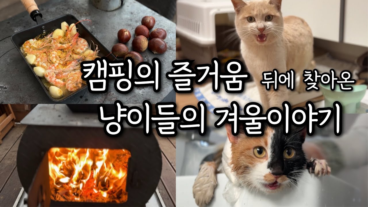 전원주택 캠핑존ㅣ평화롭던 날들이 멈춘 시간ㅣ집을 나간 냥이ㅣ작은 사건들의 연속ㅣ혹독한 냥이들의 겨울