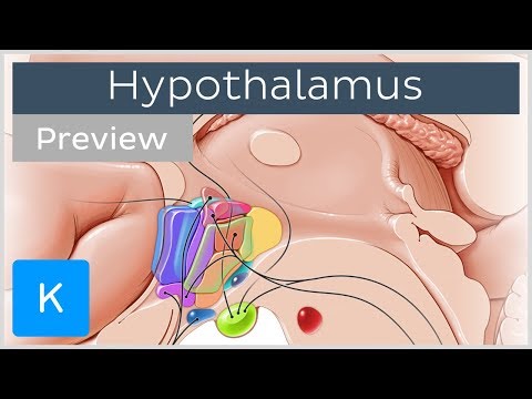 Hypothalamus: nuclei and connections (preview) - Human Anatomy | Kenhub