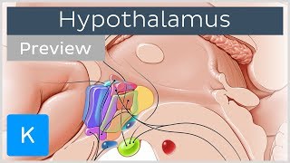 Hypothalamus: nuclei and connections (preview) - Human Anatomy | Kenhub