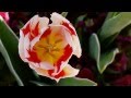BEAUTIFUL FLOWERS - ERNESTO CORTAZAR - Y VOLVERE-EL TRISTE-LA NAVE DEL OLVIDO-ORFEO NEGRO