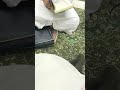 قراءة الطالب عمر محمد القاسم بدرس الشيخ الدكتور أحمد الحريصي بالحرم المكي الشريف قراءة الطالب عمر محمد القاسم بدرس الشيخ الدكتور أحمد الحريصي بالحرم المكي الشريف