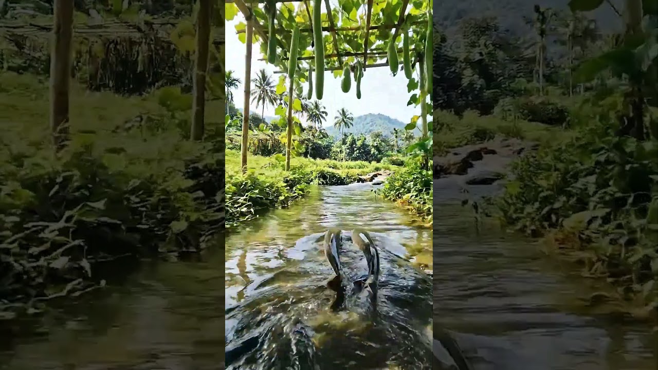 Wow! Amazing Polo Fishing Videos ! Best Big Fish Catching ! Primitive Technique fishing 