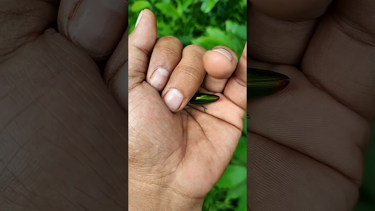 It is the Smaller shiny jewel beetle part 2