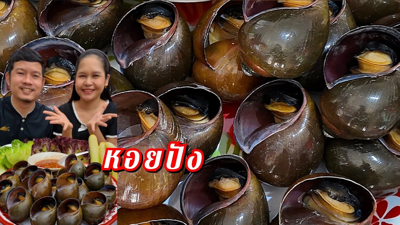 12-02-2026 หอยปัง จั๊กมื้อนี้ต้มจังได๋พิสูจน์แกะบ่ออกเลยจ้า #หอย 