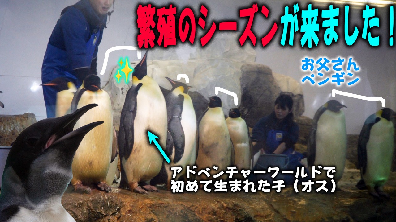 妹ほしいじょ～】飼育員さん繁殖活動紹介、アドベンチャーワールド