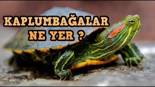 Kaplumbağami Besledi̇m Eli̇mi̇ Isirdi