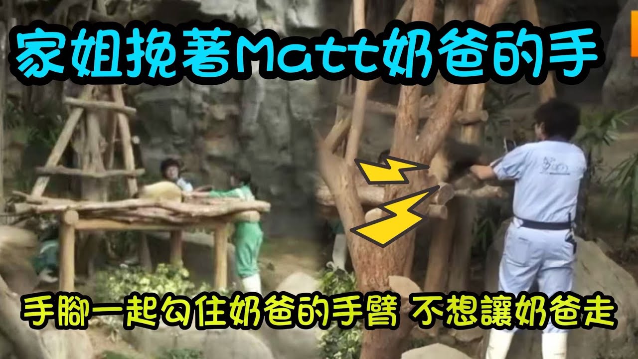 Matt奶爸入場幫家姐檢查毛髮，家姐仔溫柔挽著奶爸的手不想讓奶爸走#香港大熊貓 #大熊貓加加 #大熊貓得得