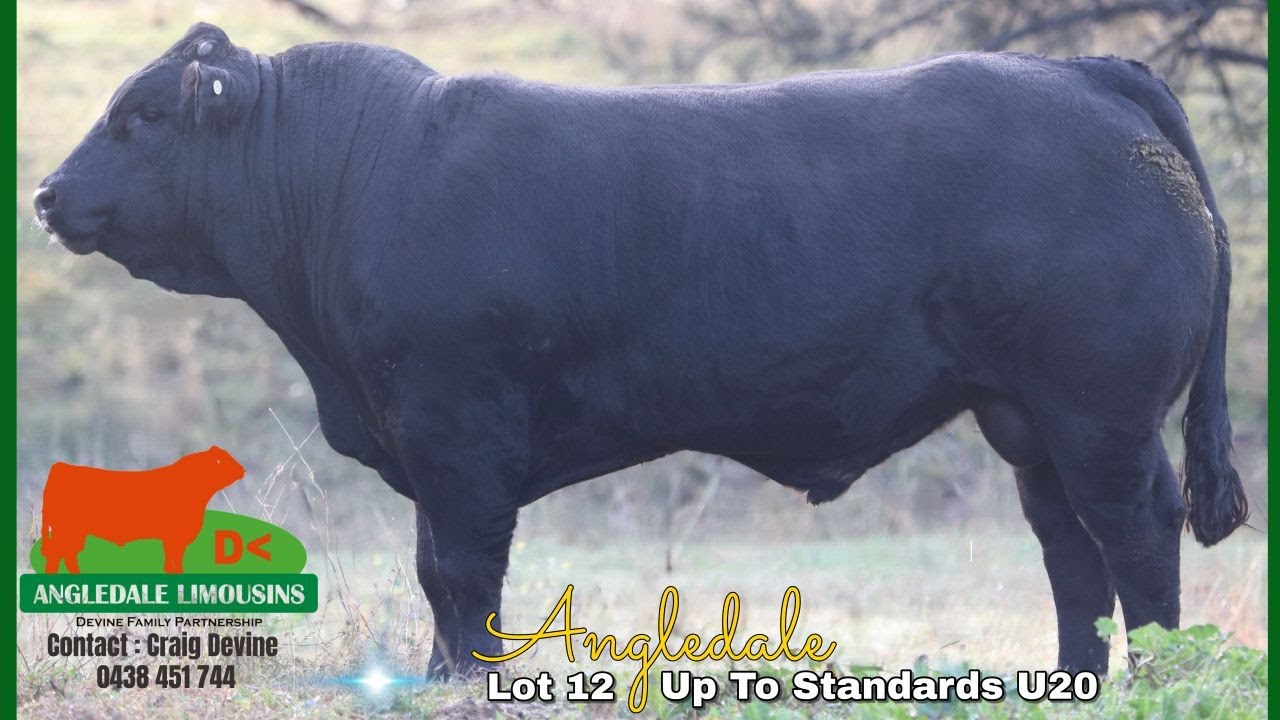 NLBS 2025 Lot 12 Angledale Up To Standards U20 TDJPU20