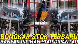 UPDATE STOK ‼️ READY STOK BURUNG LOKAL & IMPORT SIAP DIPANTAU