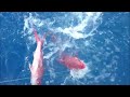 Deep Sea Bottom Fishing / The latest private fishing boat