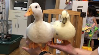 Our Pet Two Call Ducks Riding on our Both Hand. - YouTube