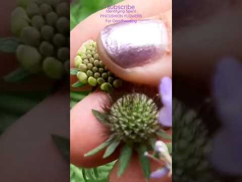 Video: Scabiosa-kasvit: neulatyynykukka