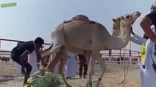 Неудачная попытка запрыгнуть на верблюда