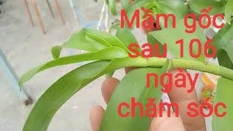 Mầm gốc phi điệp sau 106 ngày chăm sóc.Xem hết video để không bị hỏng cây và hiểu rõ hơn