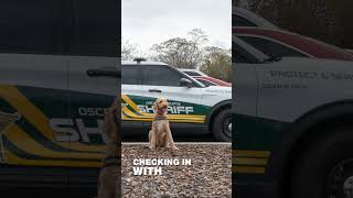 Murphy needs your help. Vote for him in the Pet Lovers Choice Awards. 🐾💙 #k9 #dog #police