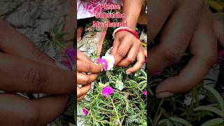 hand pollination technique portulaca flower plant ☘️💐#plants #flowers #garden #nature #viral #song