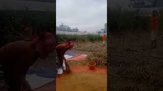 Download Lagu Rice grain procedure MP3