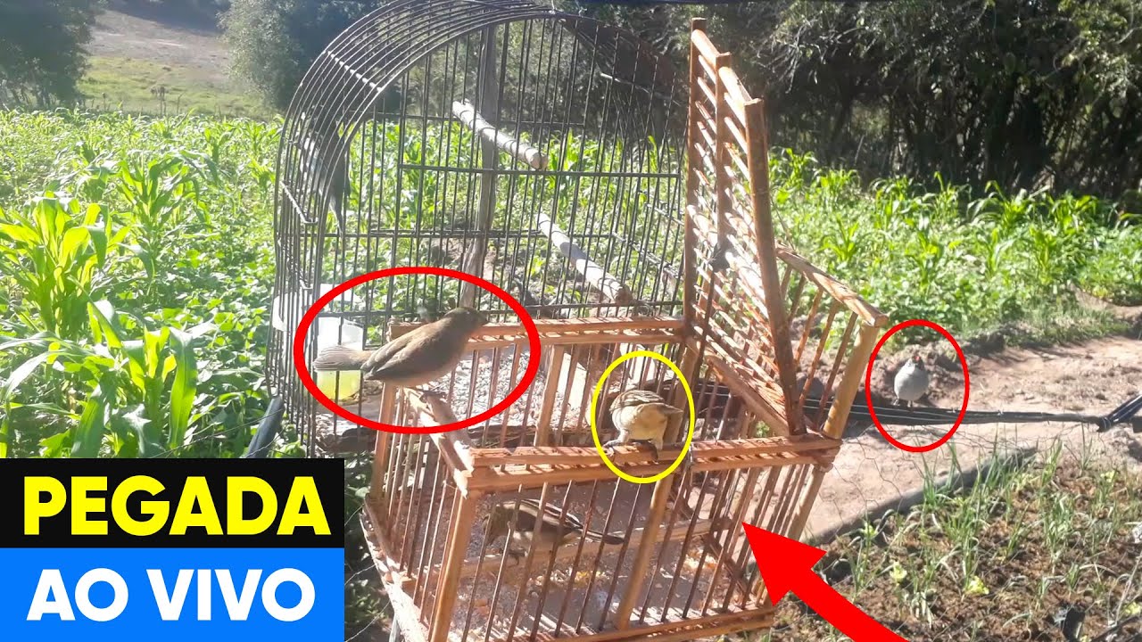 PEGANDO PAPA CAPIM NO ALÇAPÃO AO VIVO