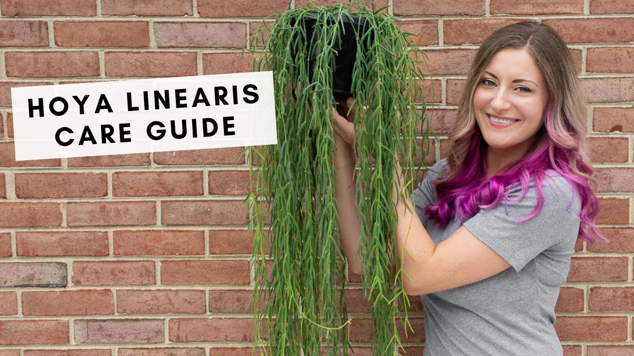 Моя великолепная хойя линеарис...Советы по уходу, чтобы ваши цветы стали длинными и пышными!