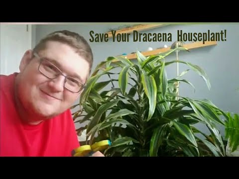 Video: Hoe Om Dracaena In Die Winter Reg Te Versorg: Water, Voeding En Ander Aspekte