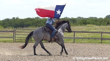 Birds Kaylees Shadow - carrying the flag! - ValleyViewRanch.net