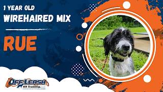Rue | 1 Year Old Wirehaired Mix | Off Leash Wirehaired Mix Training, Georgia