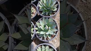 Agave 'Blue Glow'  #plantas #vivero #suculentas #cactus #jardin #landscape