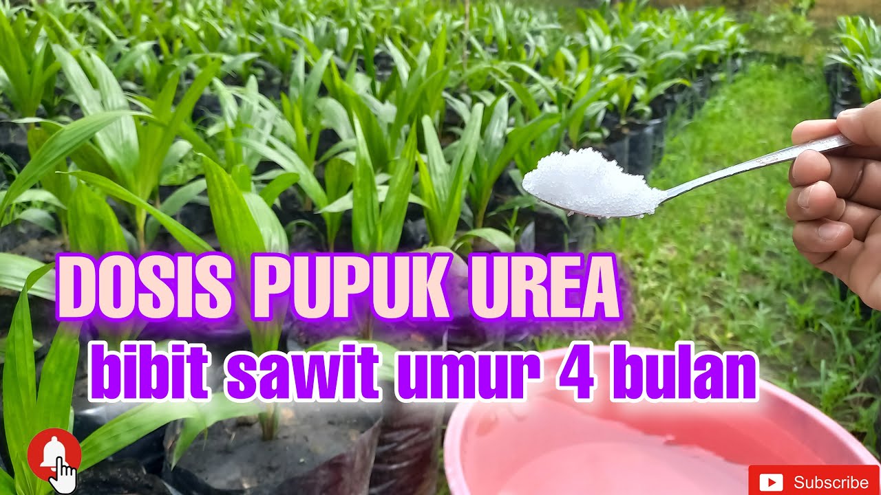 cara pemupukan bibit sawit umur 4 bulan menggunakan PUPUK UREA || MN